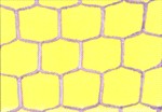 NET FOR SOCCER GOAL EUROESAGONO TOP 150 CM Sport Italia